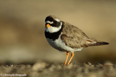 Common ringed plover