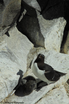 Razorbill