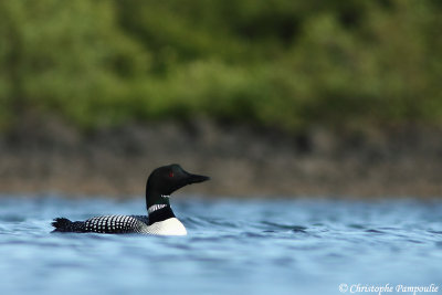 Great northern diver