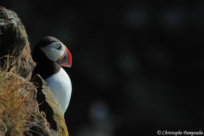 Atlantic puffin