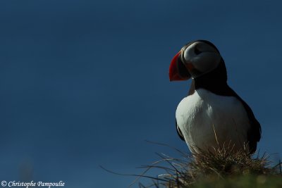 Puffin