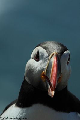 Puffin