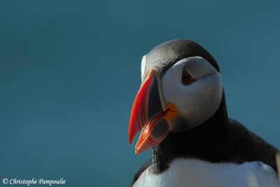 Puffin