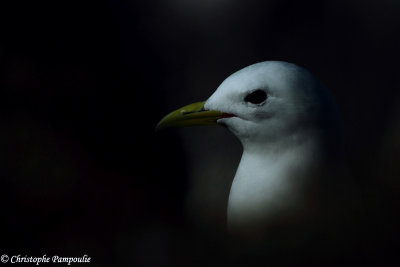 Black-legged kittiwake