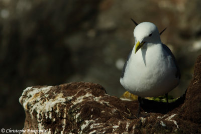 Black-legged kittiwake