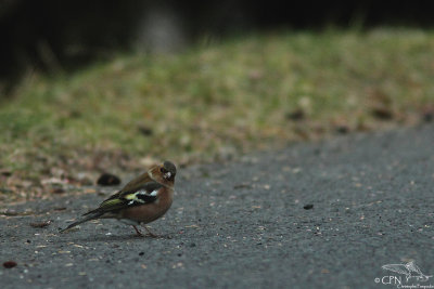 Common chaffinch*