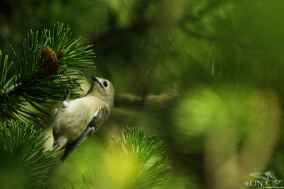 Goldcrest