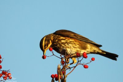 Redwing