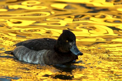 Tufted duck