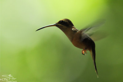 Stripe-throated hermit