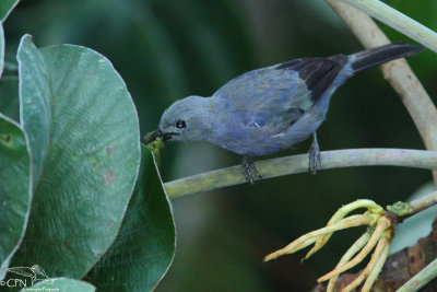 Palm tanager