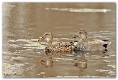 Canard Chipeau