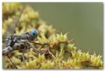 Demoiselle [Leste tardif]