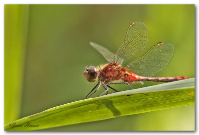 Libellule [Sympetrum claireur]