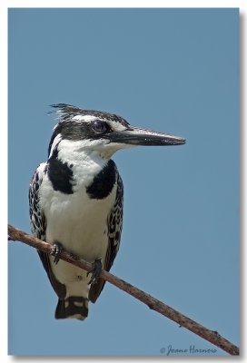 Pied Kingfisher