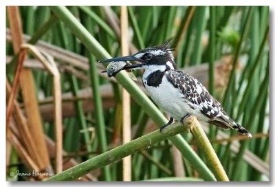 Pied Kingfisher