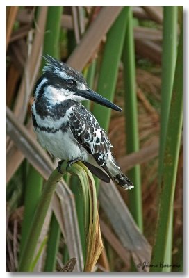 Pied Kingfisher