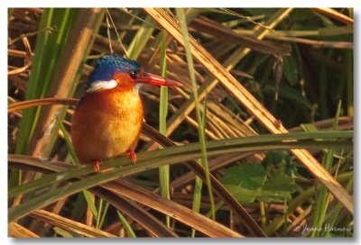 Malachite Kingfisher