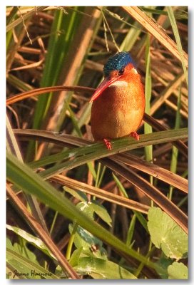 Malachite Kingfisher