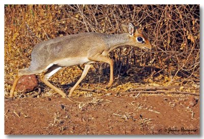Dik Dik