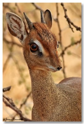 Dik Dik