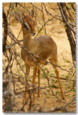 Dik Dik