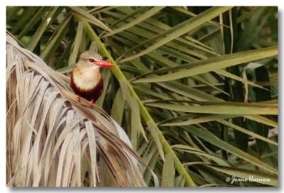 Grey Headed Kingfisher (Martin chasseur  tte grise)