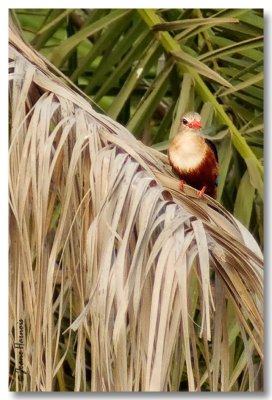 Grey Headed Kingfisher (Martin chasseur  tte grise)