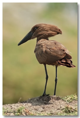 Hamerkop [Ombrette africaine]