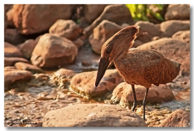 Hamerkop [Ombrette africaine]