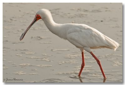 Spatule africaine [African spoonbill]