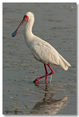 Spatule africaine [African spoonbill]