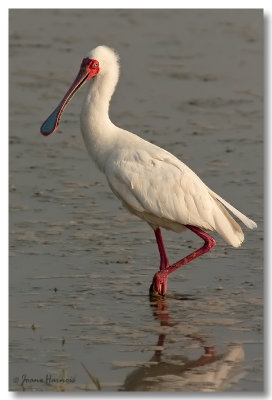 Spatule africaine [African spoonbill]