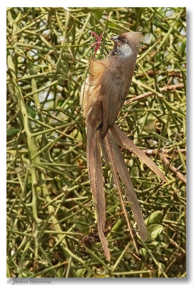 Coliou ray [Speckled Mousebird ] Kenya
