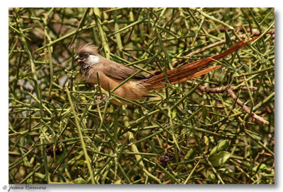 Coliou ray [Speckled Mousebird ] Kenya