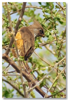 Coliou ray [Speckled Mousebird ] Kenya