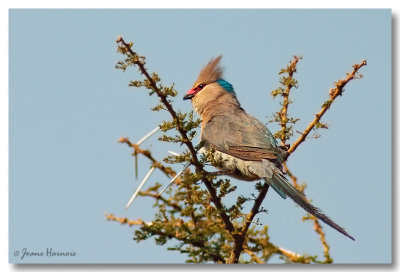 Coliou hupp [Blue Naped Mousebird]