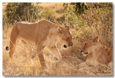 Lions [Kenya]
