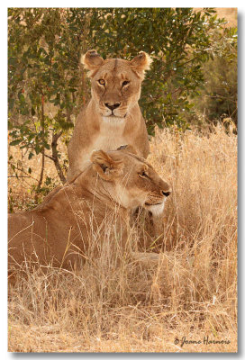 Lions [Kenya]