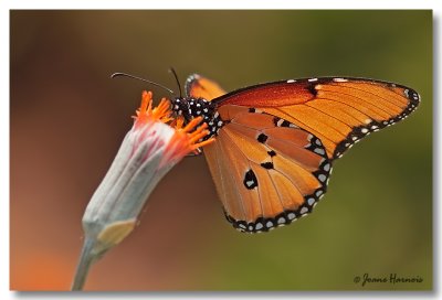 Papillon  Plain Tiger [Kenya]