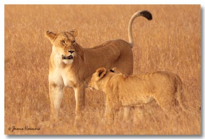 Lions [Kenya]