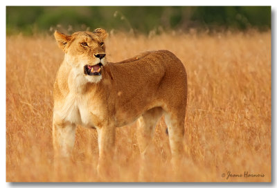 Lionne [Kenya]