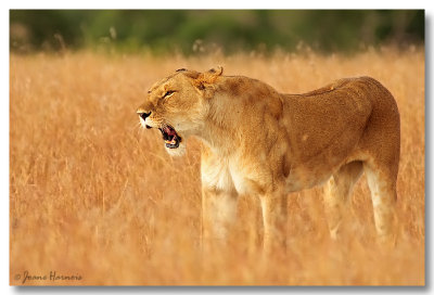 Lionne [Kenya]