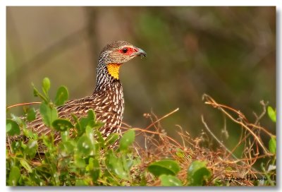 Francolin  cou jaune