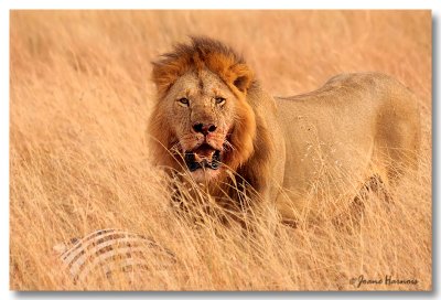 Lion