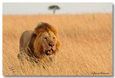 Lion