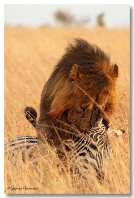Lion
