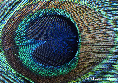 Peacock Feather