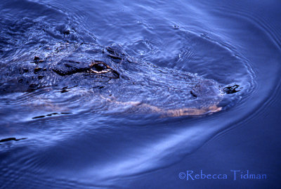 Alligator, Florida Everglades