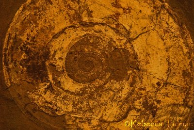 Fossil